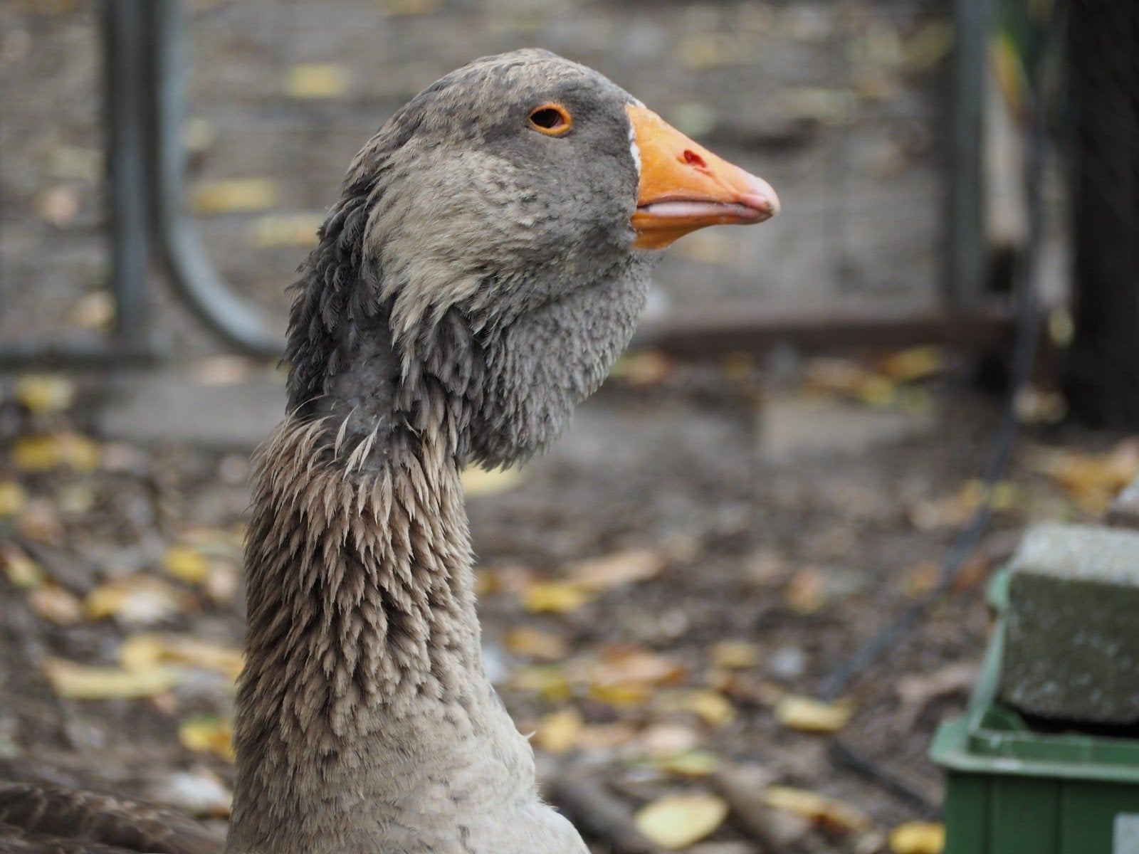 Ganzen toulouseganzen nog 1 mannetje beschikbaar, Dieren en Toebehoren, Mannelijk, Gans of Zwaan