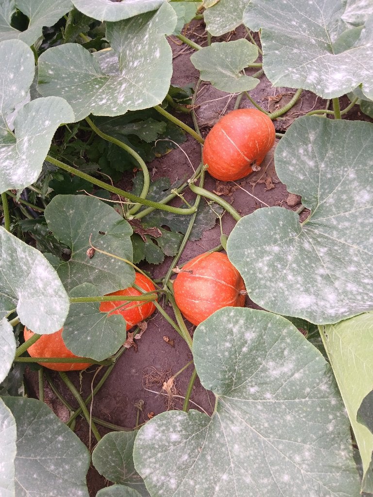Pompoen (eet en sier), Diversen, Ophalen