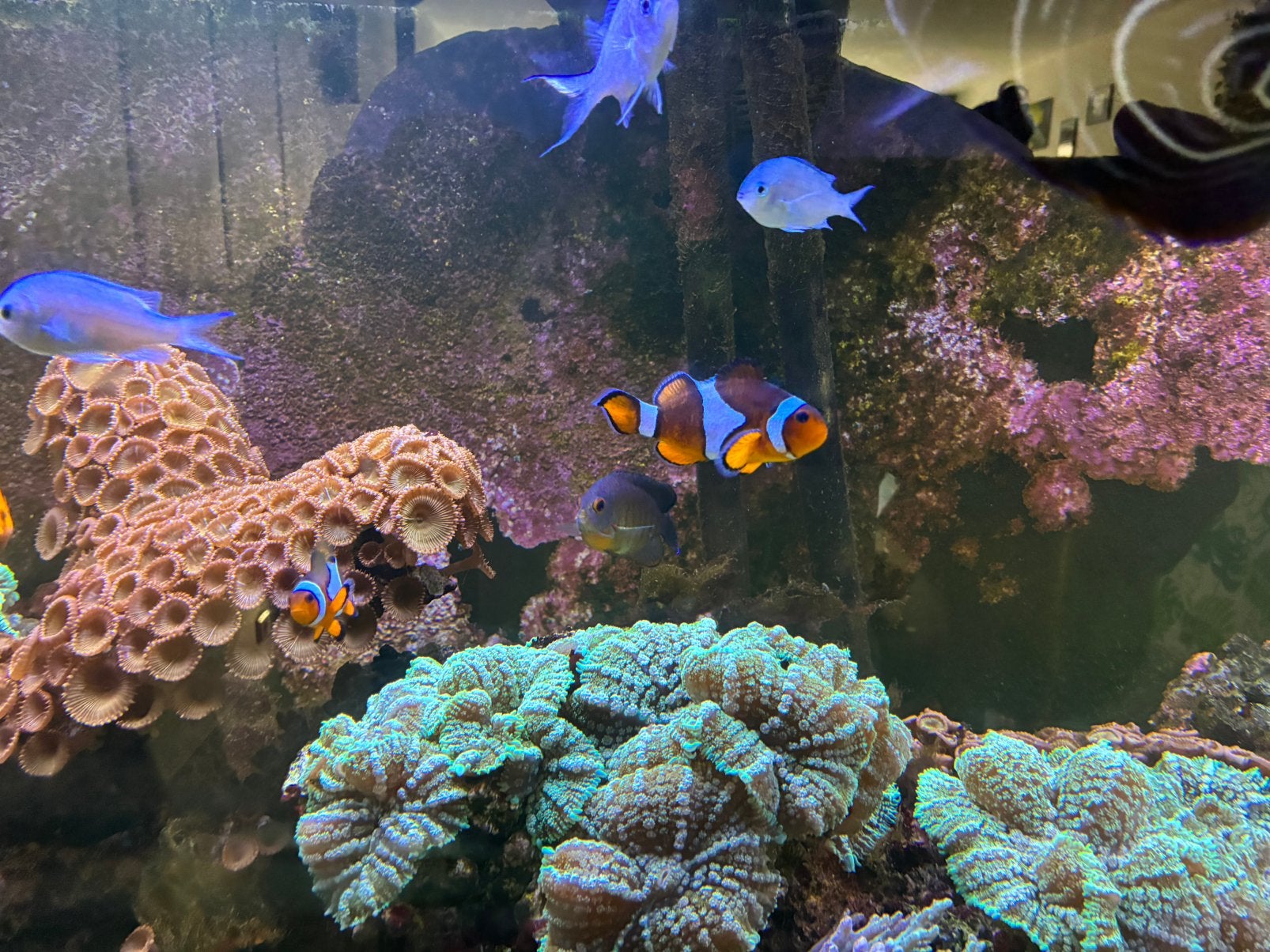 Inhoud zeewater aquarium, Dieren en Toebehoren, Zoutwatervis