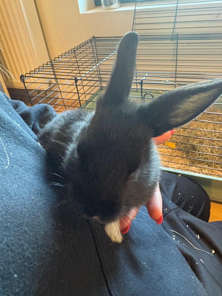 Baby konijnen te koop, Dieren en Toebehoren, Konijnen, Mannelijk, Klein, 0 tot 2 jaar