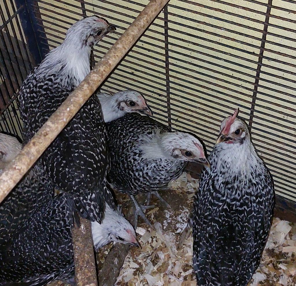 Jonge Brakelse kippen, Dieren en Toebehoren, Pluimvee, Meerdere dieren, Kip