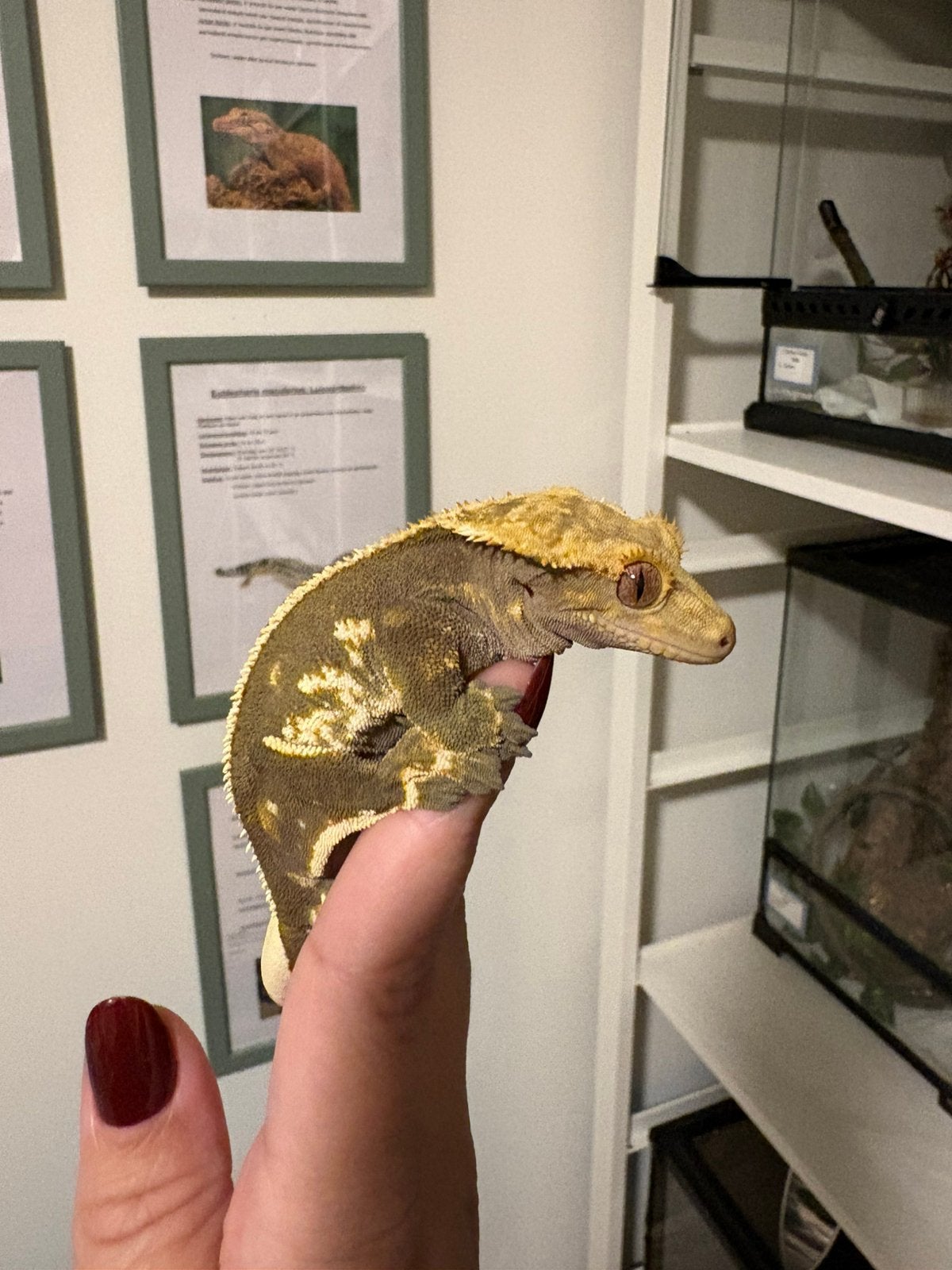 Wimpergekko man, Dieren en Toebehoren