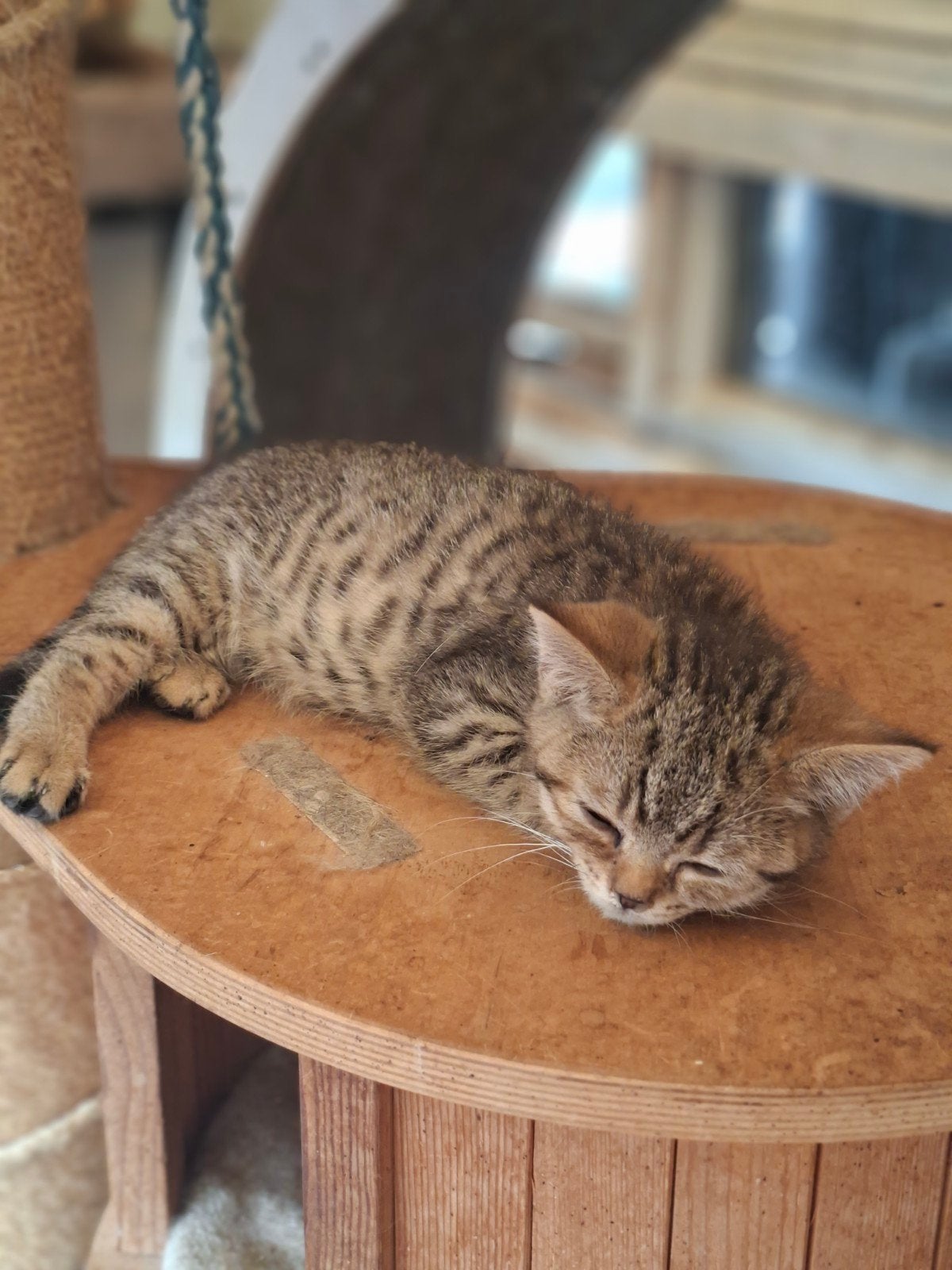 Leuke Brits korthaar kater, Dieren en Toebehoren, Katten en Kittens | Raskatten | Korthaar, Kater, Gechipt, 0 tot 2 jaar