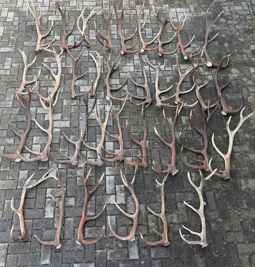 OPRUIMING: partij EDELHERT GEWEIEN - afwerpstangen, Collections, Collections Animaux, Enlèvement, Utilisé, Cerf, Bois ou Tête