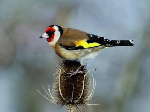 Atret d’élevage oiseaux a vendre, Animaux & Accessoires, Oiseaux | Cages & Volières, Comme neuf, Cage d'élevage, Enlèvement