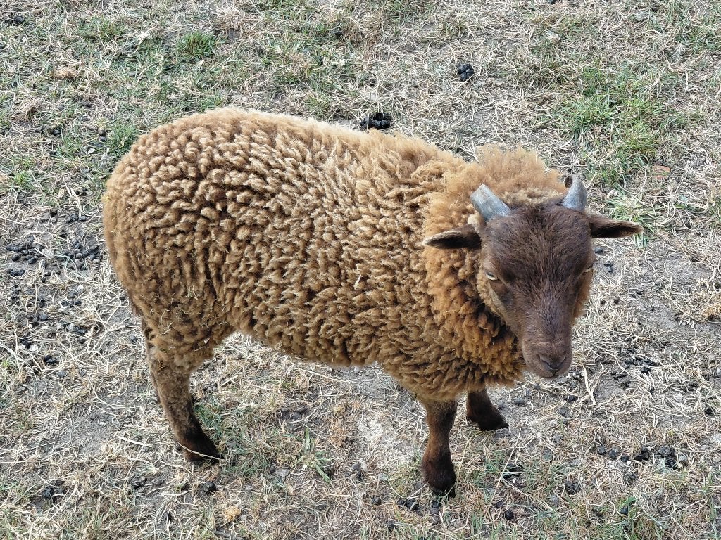 2 ouessant rammetjes, Mannelijk, Schaap, 0 tot 2 jaar