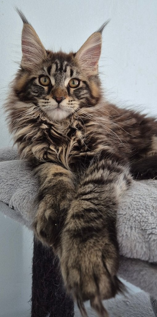 Maine Coon kitten geboren in Brussel 17.02.2026, Kater, Met stamboom, 0 tot 2 jaar