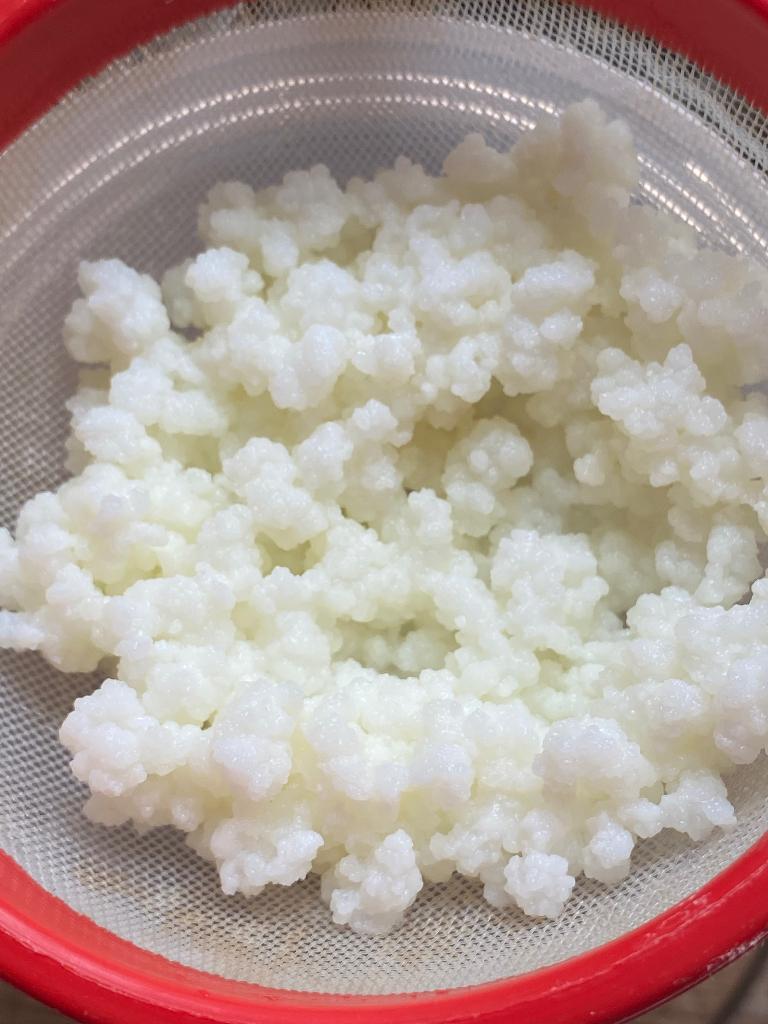 Verse yoghurtbloemetjes (melk kefir), Ophalen