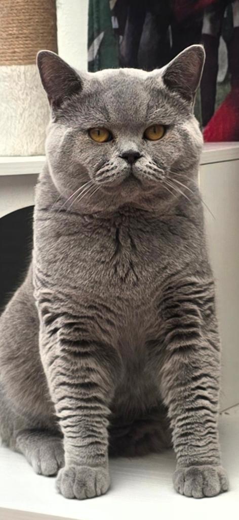 Britsekorthaar, Dieren en Toebehoren, Katten en Kittens | Dekkaters, 0 tot 2 jaar