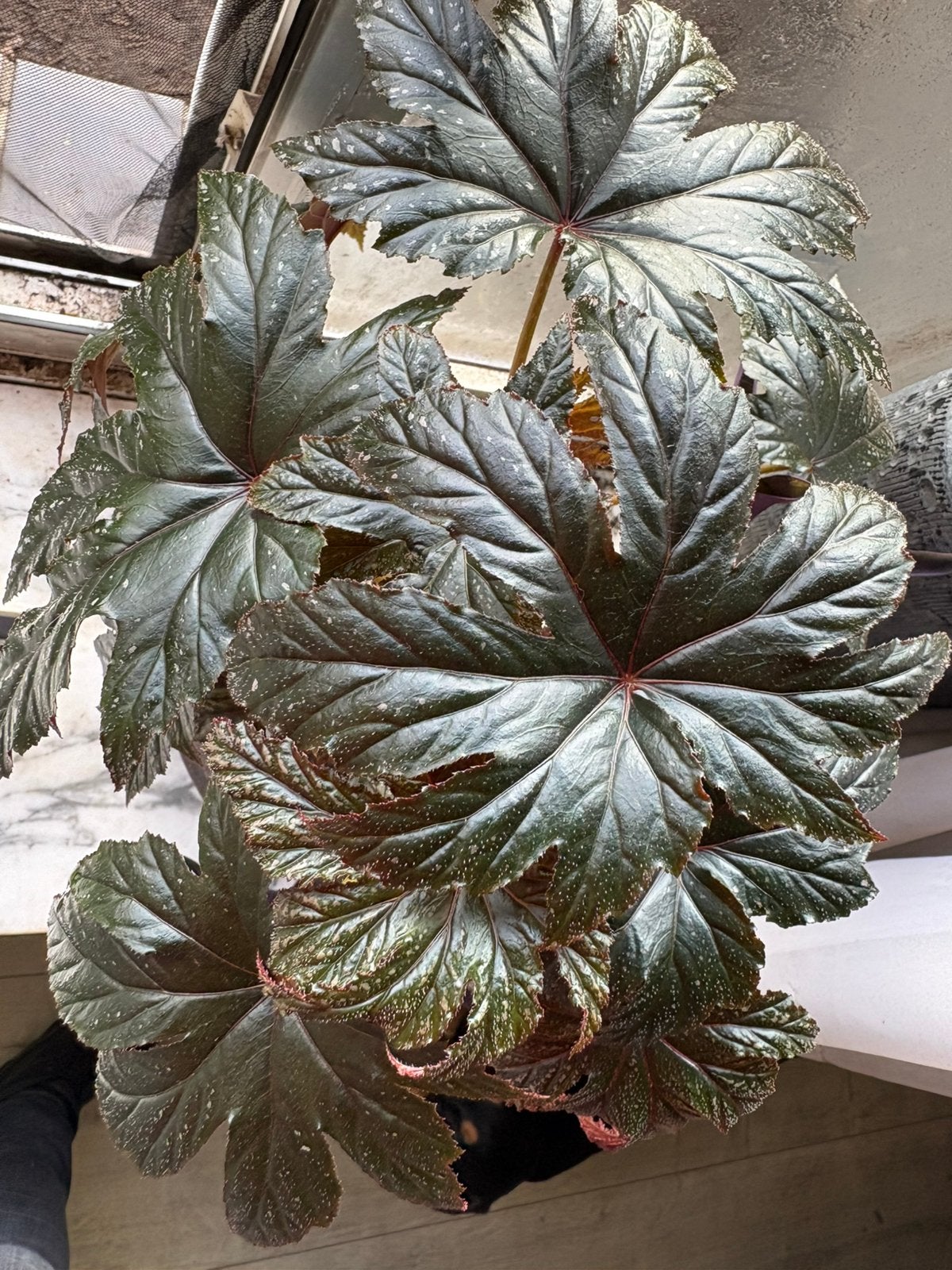 Begonia, Maison & Meubles, Plantes d'intérieur, Enlèvement, Autres espèces
