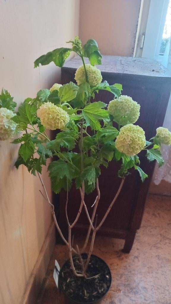 Viburnum opulus, Enlèvement