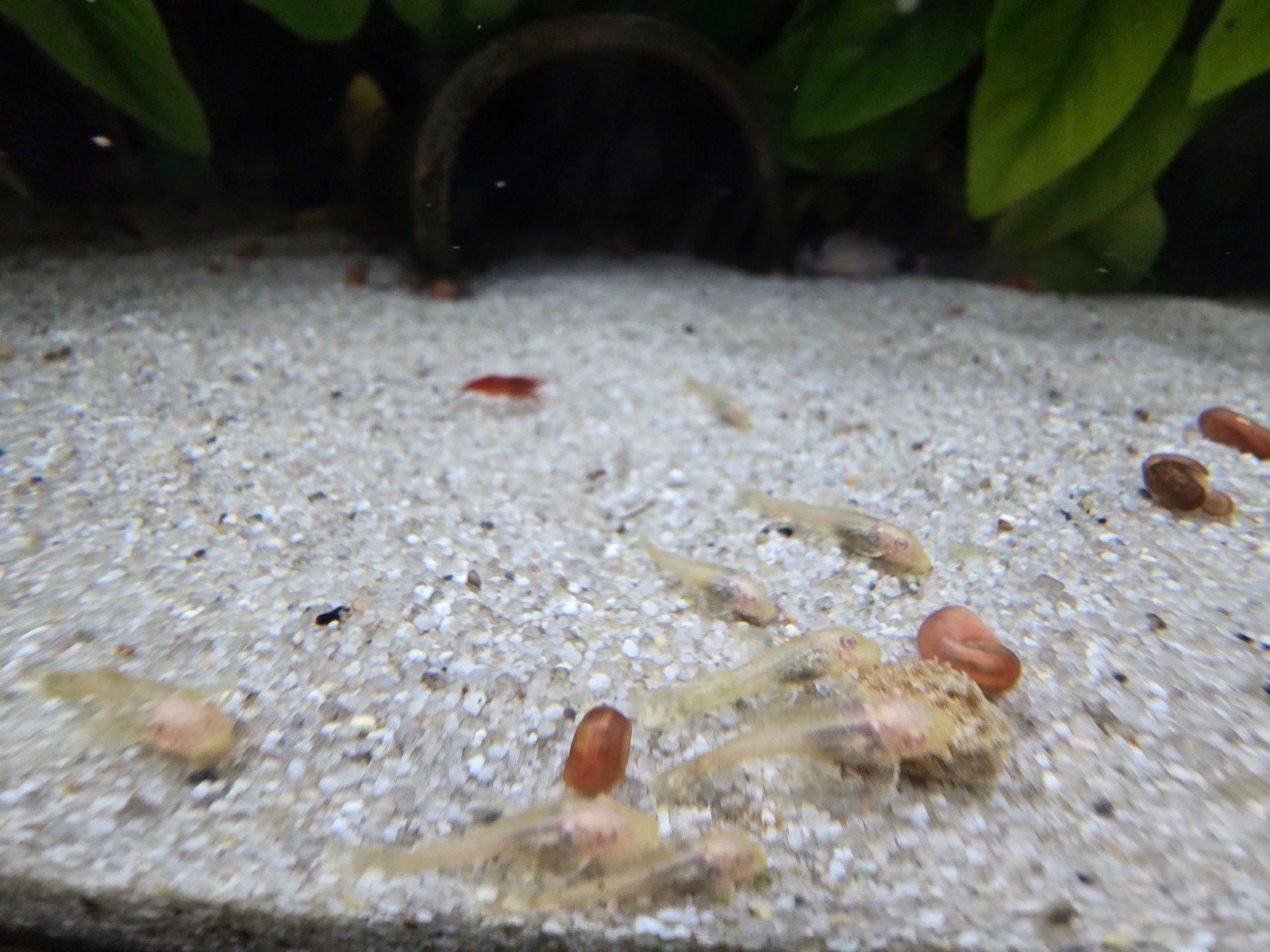 Ancistrus Albinos