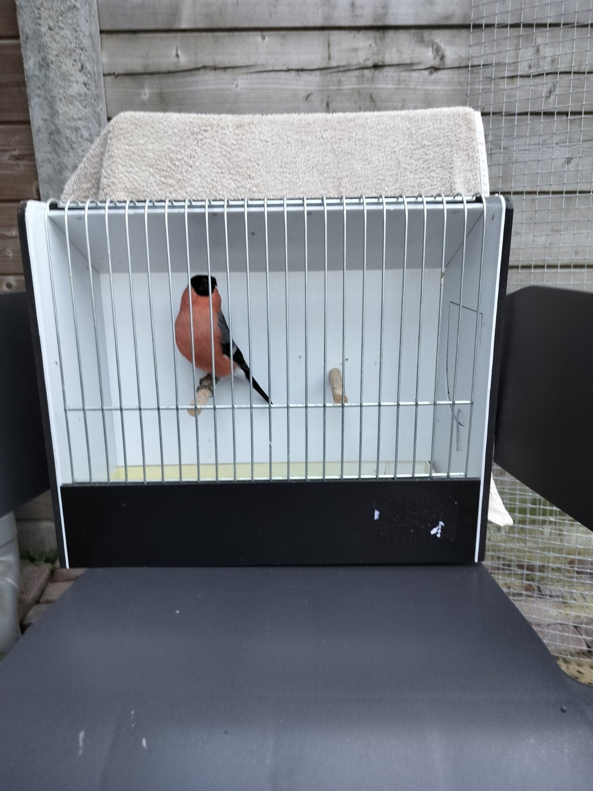 Noorse Goudvink, Mannelijk, Wildzangvogel, Geringd
