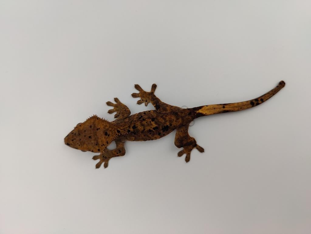 Wimpergekko dark superdalmatian mannen, Dieren en Toebehoren