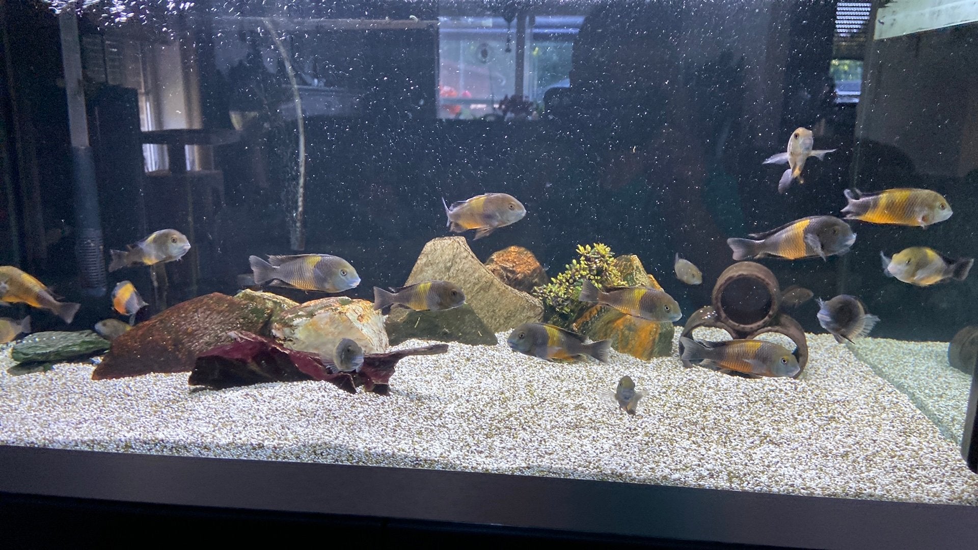 Tropheus black bemba à vendre, Animaux & Accessoires, Poisson d'eau douce, Banc de poissons