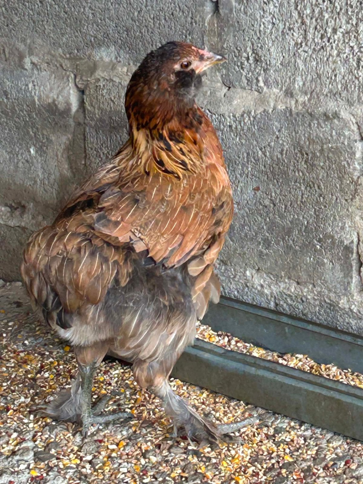 Kip & haan, Plusieurs animaux, Poule ou poulet