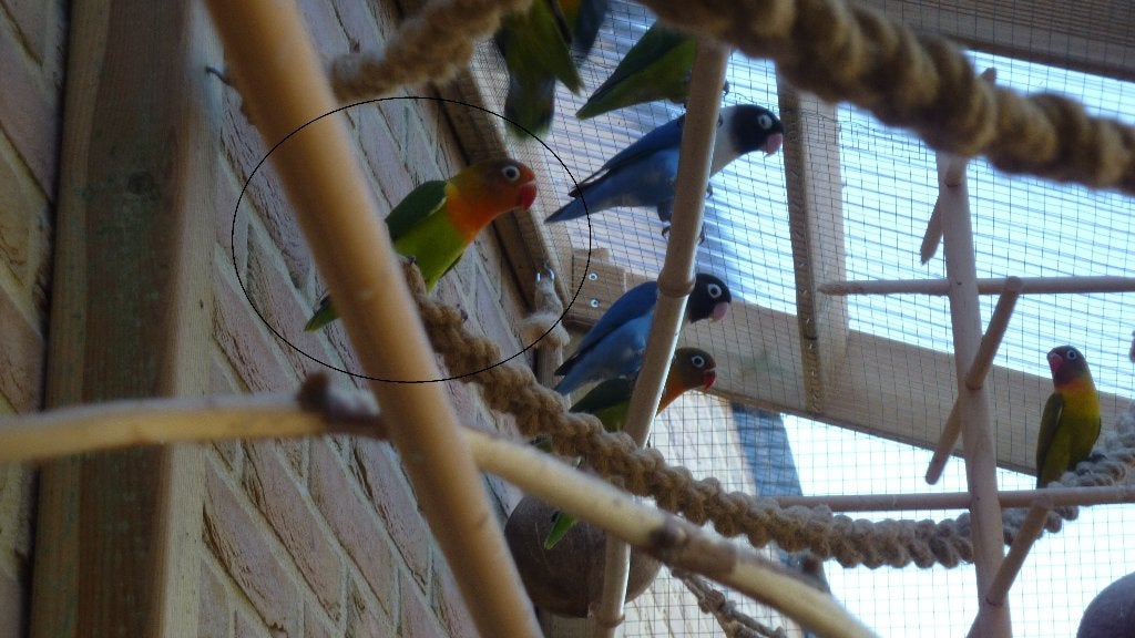 Agapornis fischeri pop met digitale DNA certificaat, Femelle, Perroquet nain ou Inséparable, Bagué