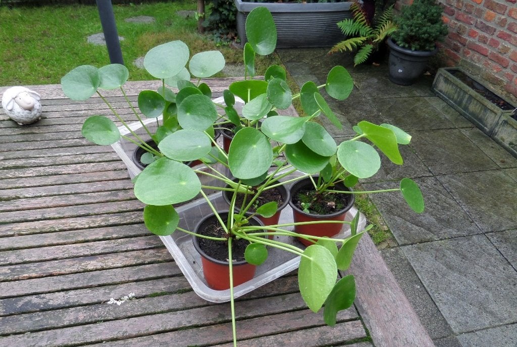 Pannenkoekenplant, Maison & Meubles, Enlèvement, Autres espèces, En pot, Moins de 100 cm