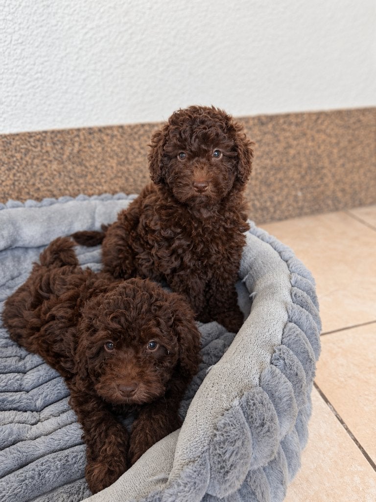 Knap maltipoo 1Fb teefje, Dieren en Toebehoren, Poedel, België, CDV (hondenziekte), 8 tot 15 weken