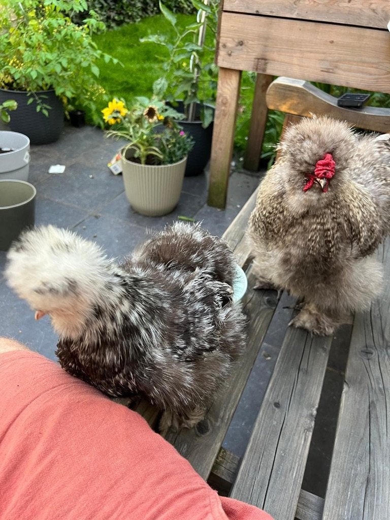 Haan Zijdehoen, Dieren en Toebehoren, Mannelijk, Kip