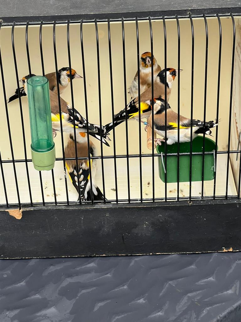 Majot putter man, Dieren en Toebehoren