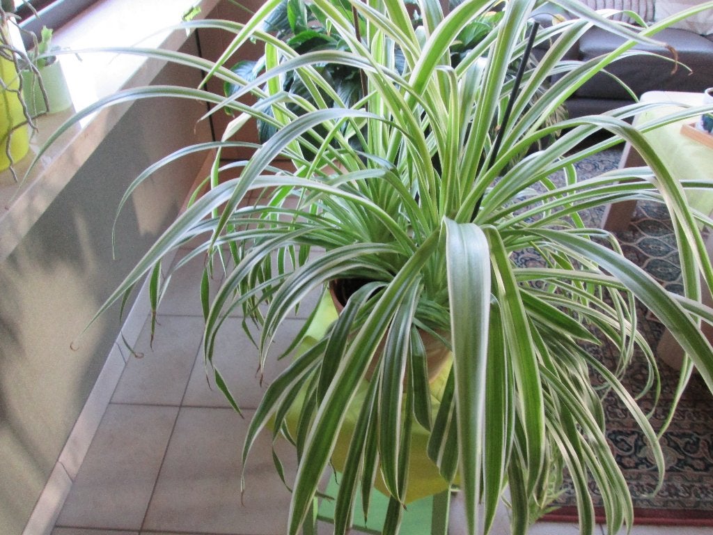 graslelie (grote ), Ophalen, Overige soorten, Halfschaduw, In pot
