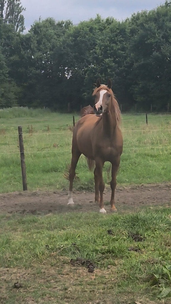 Zeer lieve merrie, Merrie, Minder dan 160 cm, 11 jaar of ouder, Met stamboom