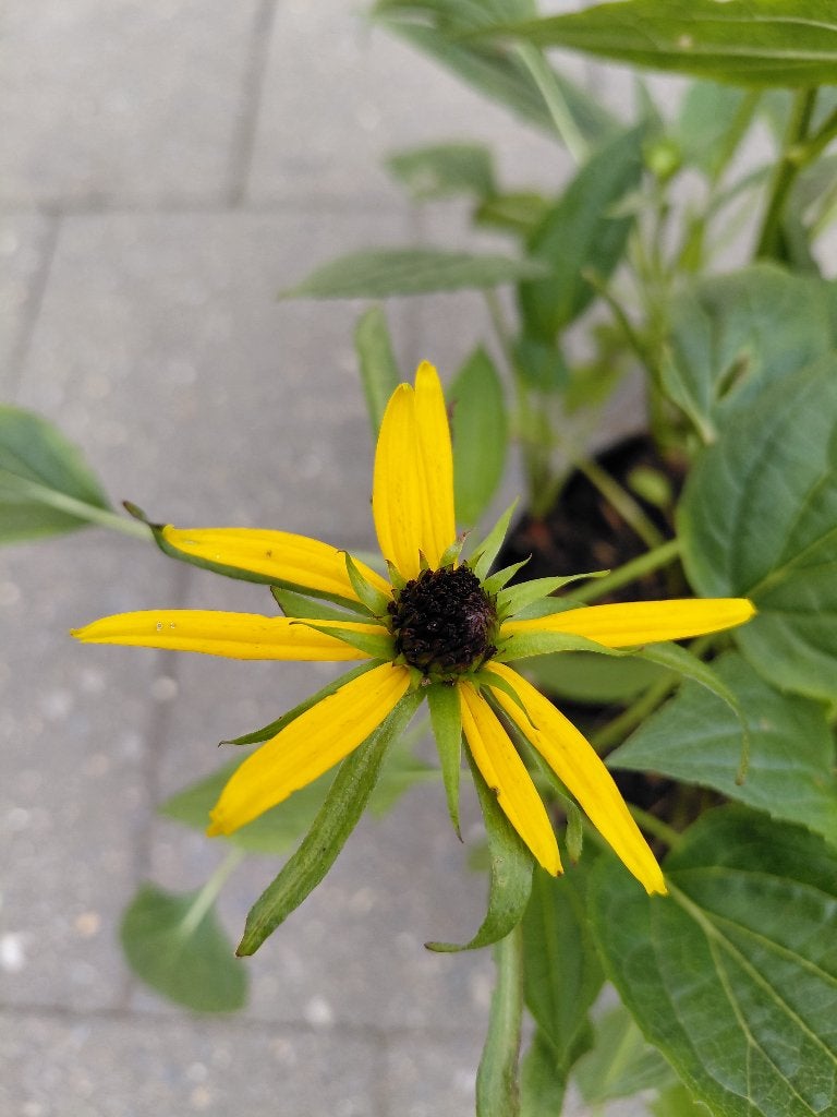 Rudbeckia Little Goldstar aan opruimprijs, Ophalen, Volle zon