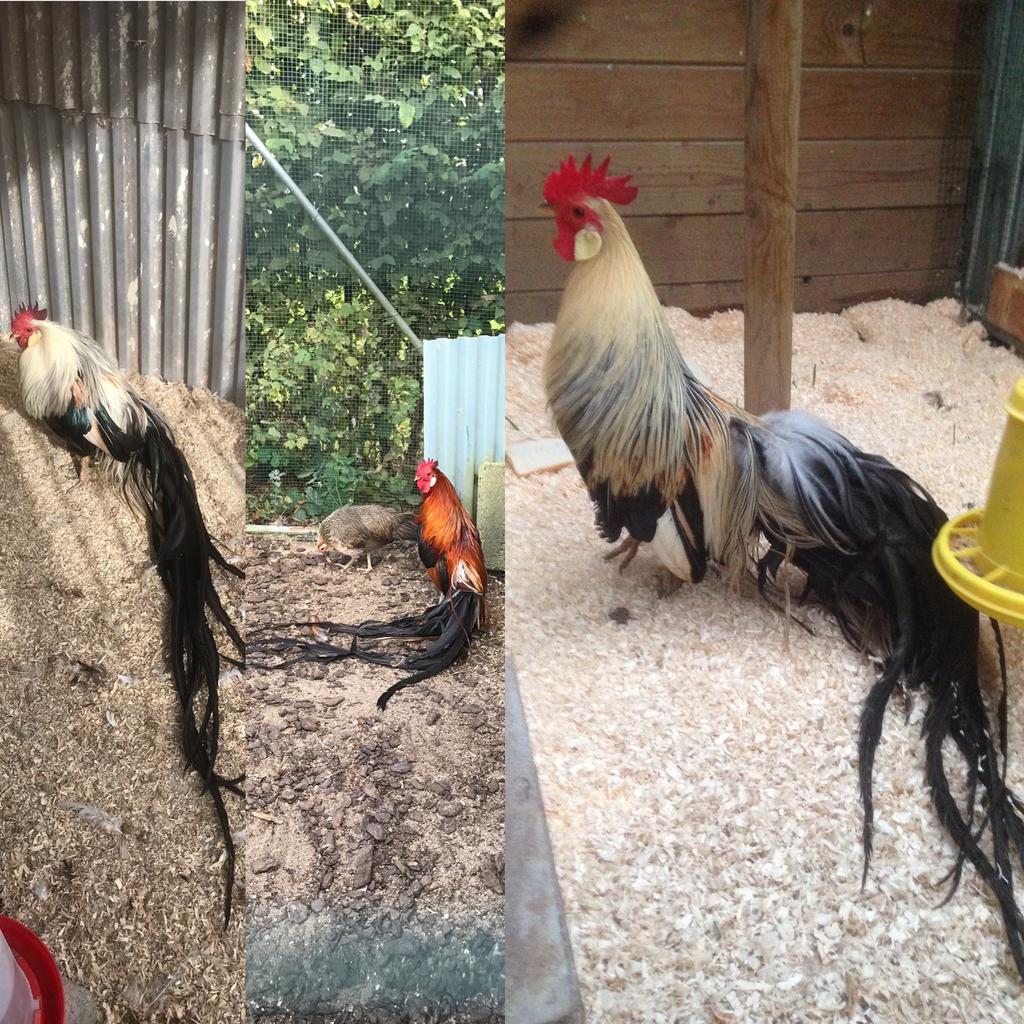 Poussins Onagadori, Sexe inconnu, Poule ou poulet
