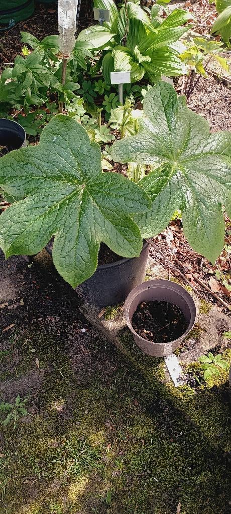 dysosma, disporum prachtige planten zeer speciaal, Ophalen