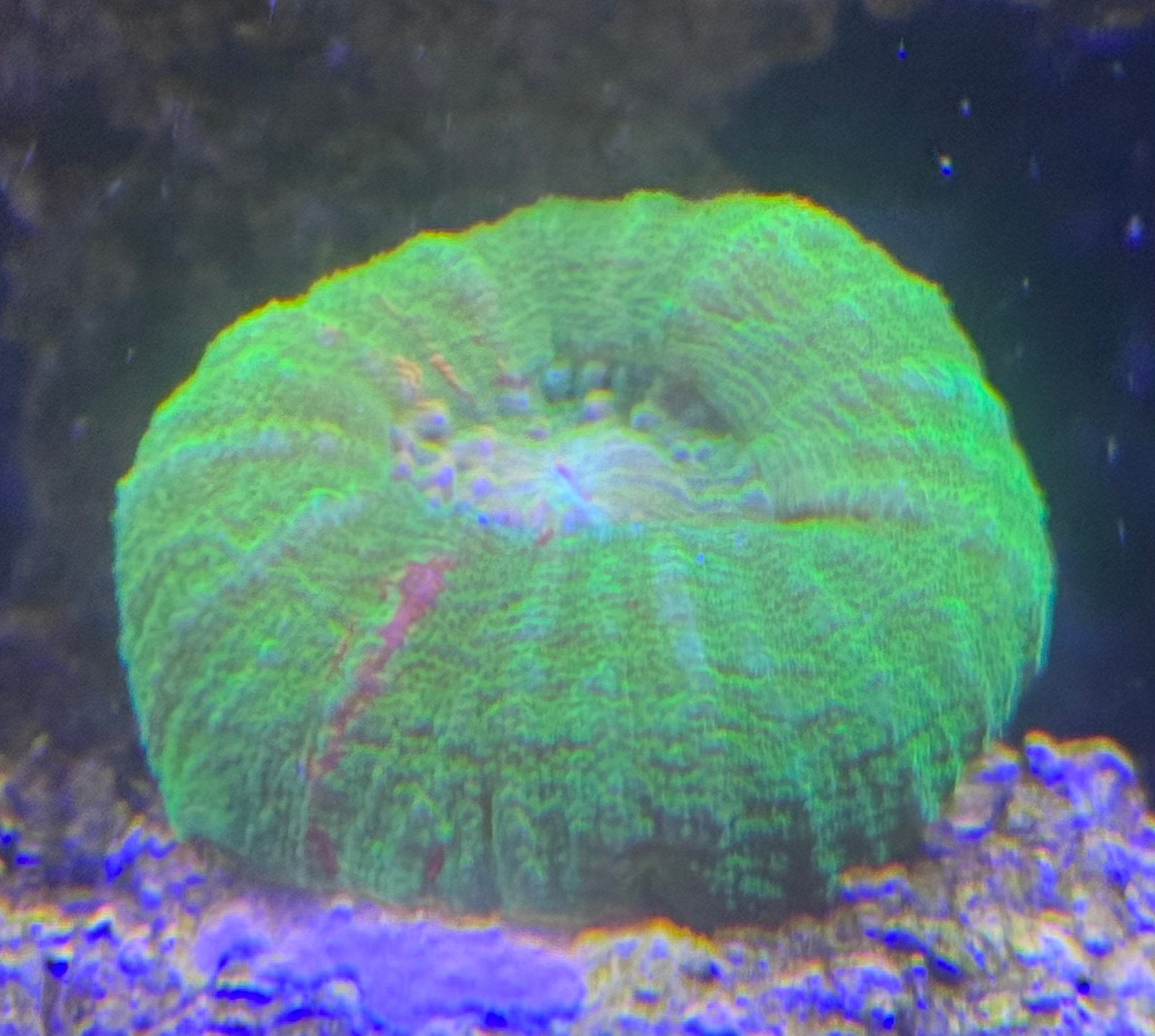 Scolymia Bleeding Apple