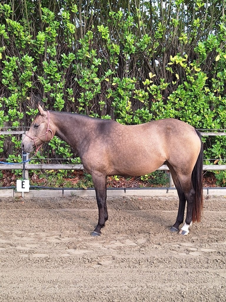 8-jarige smokey buckskin quarter merrie, Avec pedigree, Débourré, Moins de 160 cm, Cheval de récréation