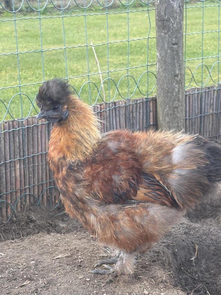 Zijdehoen haantje, Mâle, Poule ou poulet