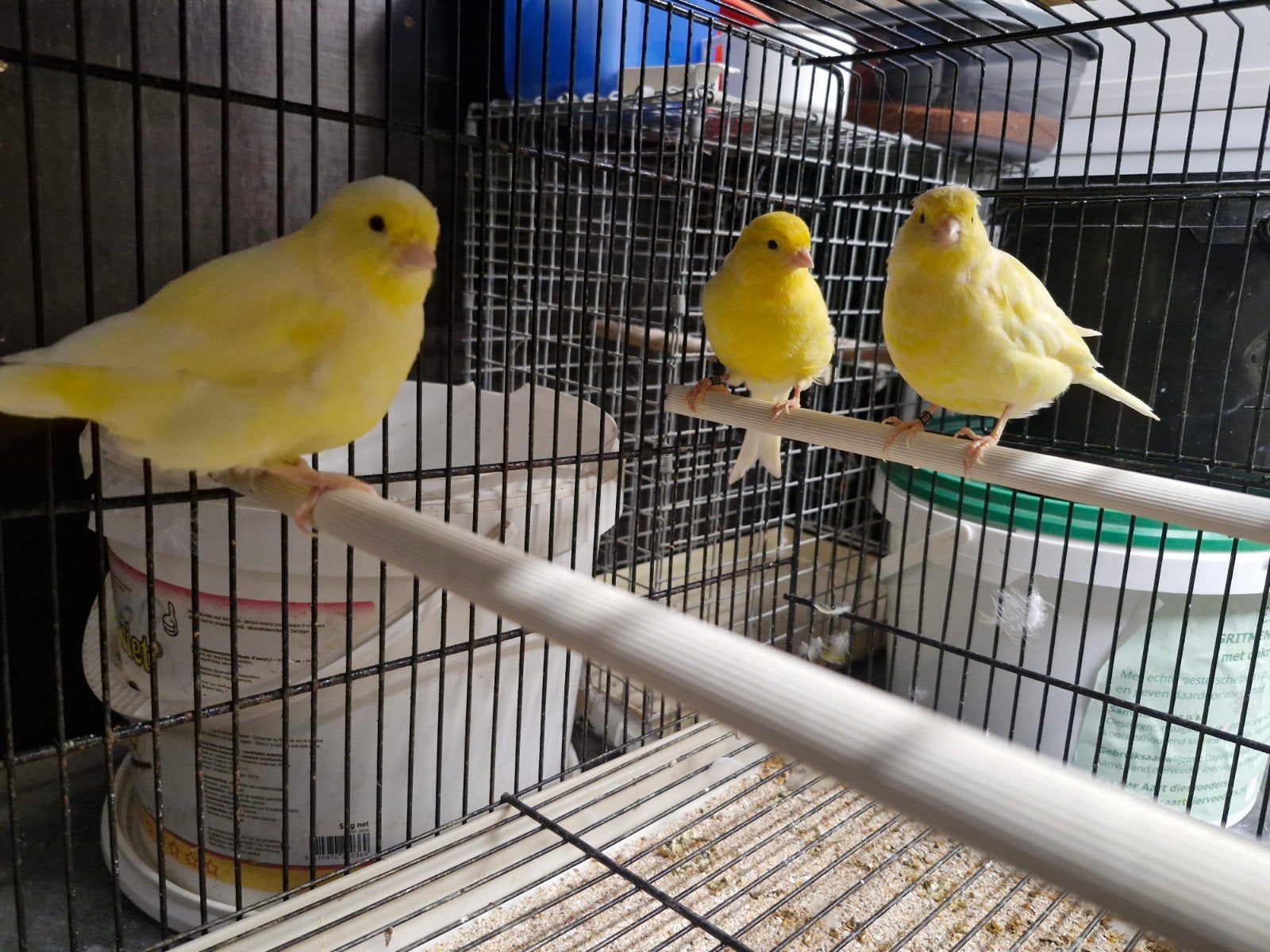 3 gele poppen tt kwaliteit schimmel 2026-2025, Dieren en Toebehoren, Meerdere dieren, Kleurkanarie