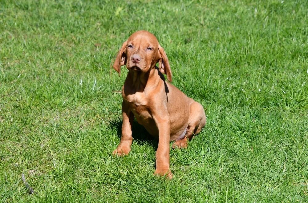 Vizsla pups te koop, Dieren en Toebehoren, Parvo, België, 8 tot 15 weken, Eén hond