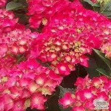 Hydrangea Alpengluhen, Tuin en Terras, Ophalen, Halfschaduw