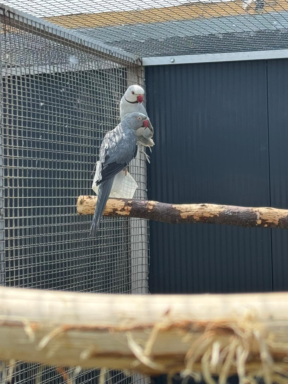 Kweekkoppel blauwe pallid halsbandparkieten, Dieren en Toebehoren, Parkiet, Geringd