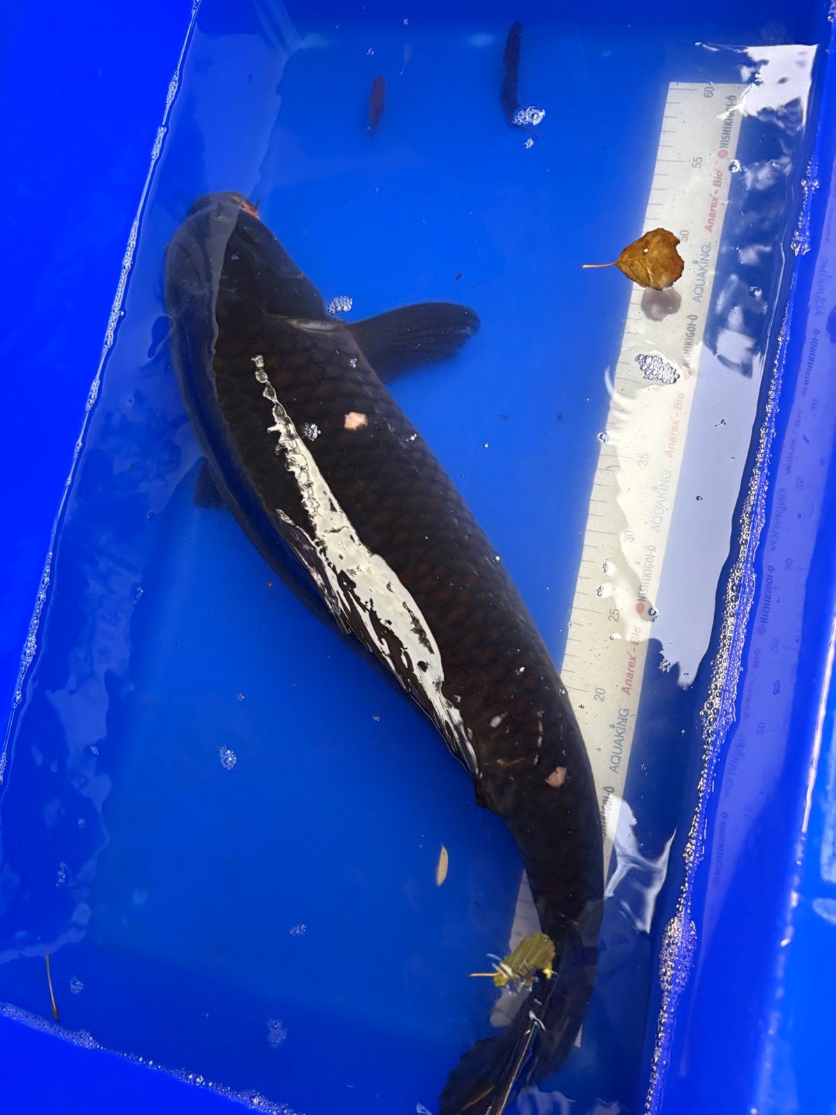 50 cm mangoi koi, Karper of Koi