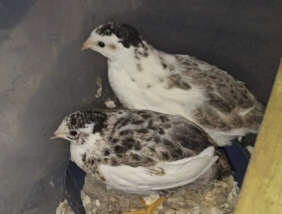 Chinese dwergkwartels, Dieren en Toebehoren, Vogels | Overige Vogels