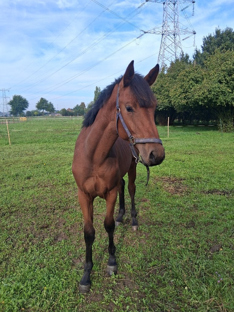 Crunch3 X Canterburry hengst, Springpaard, Minder dan 160 cm, Met stamboom, 0 tot 2 jaar