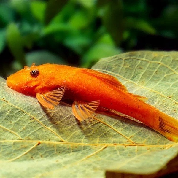 ancistrus fire red