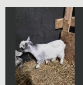 Dwerggeitje te koop, Dieren en Toebehoren, Schapen, Geiten en Varkens