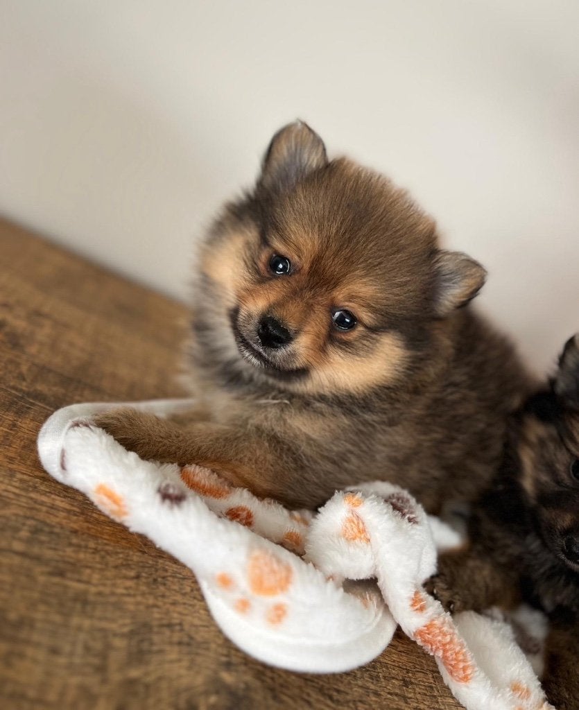 Leuke keeshond / pomeriaan pups, Parvo, België, Keeshond, 8 tot 15 weken
