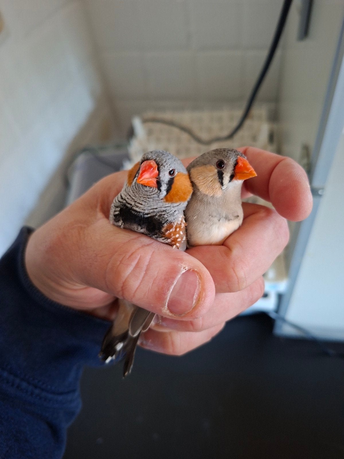 zebravinken, rijstvogels en muskaatvink