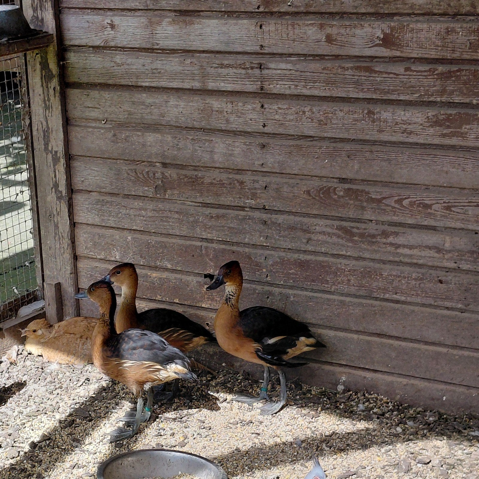 Gele boomeenden, Dieren en Toebehoren, Pluimvee
