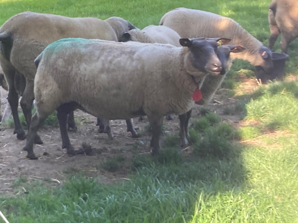 2 ooien te koop bleu du  Maine 410 euro voor de twee, Dieren en Toebehoren