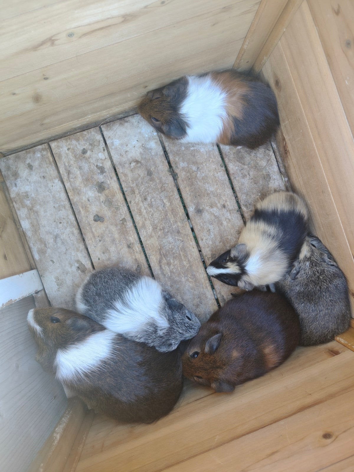 Cavia's, Dieren en Toebehoren, Mei, Mannelijk, Cavia