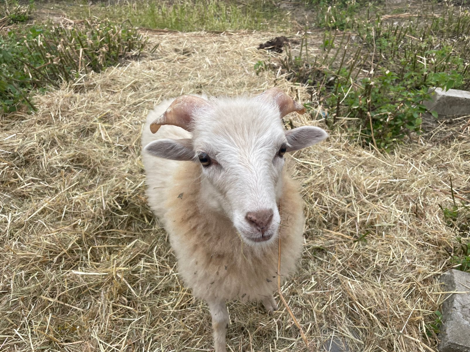 Ouessant ram, Animaux & Accessoires, Moutons, Chèvres & Cochons, Mâle, Mouton, 0 à 2 ans