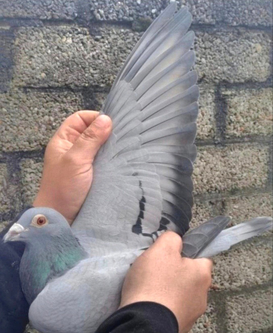 Combinaison de pigeons de course Moespot-Gijzen., Femelle
