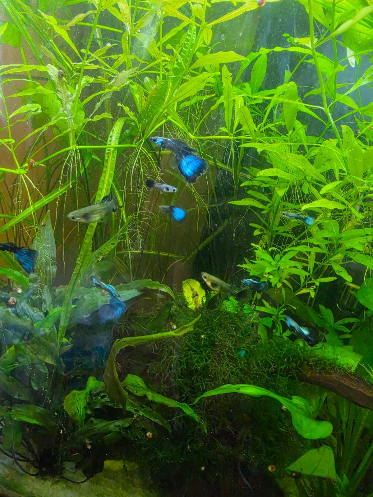 Moscow blue guppy, Dieren en Toebehoren, Vissen | Aquariumvissen